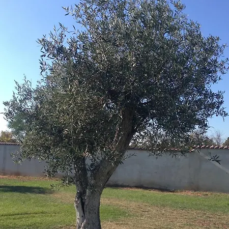 בית הארחה Verde 3*